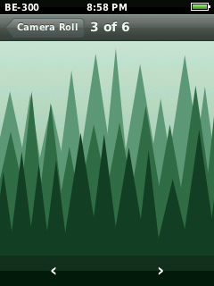 Photos, showing a picture of a pine forest